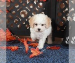 Small #2 Bichpoo