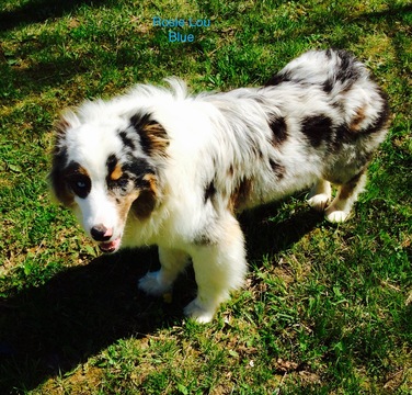Medium Photo #1 Australian Shepherd Puppy For Sale in LYNN, IN, USA