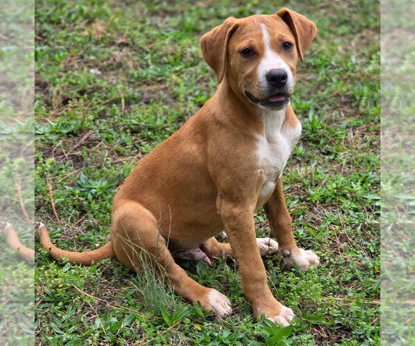 Medium Photo #2 Boxer-Unknown Mix Puppy For Sale in Canton, CT, USA
