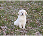 Small Photo #4 Labrador Retriever Puppy For Sale in SYRACUSE, IN, USA