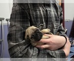 Small Photo #4 Pug Puppy For Sale in HILLSDALE, MI, USA