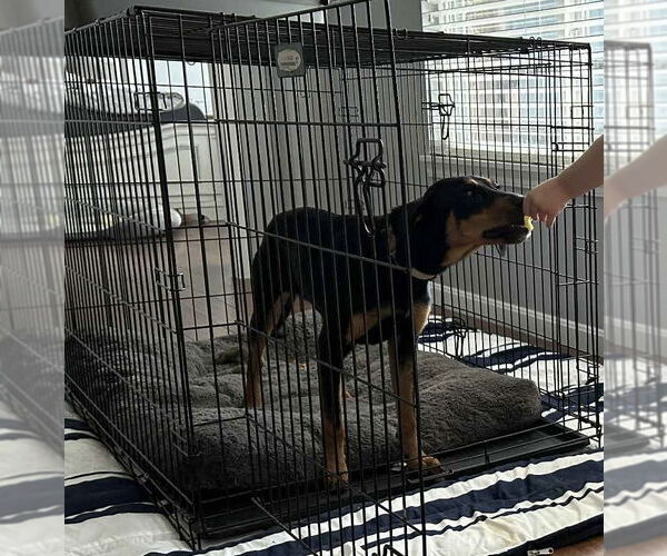 Medium Photo #11 Beagle-German Shepherd Dog Mix Puppy For Sale in Aurora, IN, USA
