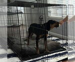 Small #10 Beagle-German Shepherd Dog Mix