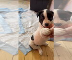 Small Photo #5 Shepradors Puppy For Sale in Princeton, MN, USA