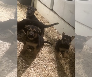 German Shepherd Dog Puppy for sale in CHICAGO HEIGHTS, IL, USA