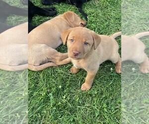 Labrador Retriever Puppy for sale in BALATON, MN, USA