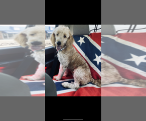 Mother of the Goldendoodle-Poodle (Standard) Mix puppies born on 07/31/2021