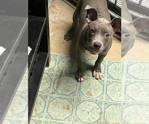 American Bully Puppy for sale in COLLINGDALE, PA, USA