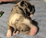 Small Photo #18 Australian Shepherd Puppy For Sale in SYLVA, NC, USA