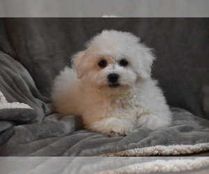 Bichon Frise Puppy for sale in ELDORADO, OH, USA