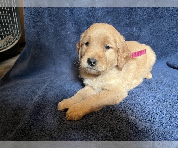 Medium Photo #1 Golden Retriever Puppy For Sale in BARNHART, MO, USA