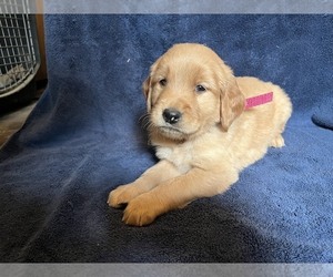 Golden Retriever Puppy for sale in BARNHART, MO, USA
