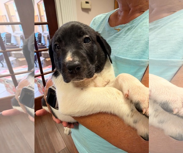 Medium Photo #2 Anatolian Shepherd-Unknown Mix Puppy For Sale in Holly Springs, NC, USA