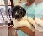 Small Photo #2 Anatolian Shepherd-Unknown Mix Puppy For Sale in Holly Springs, NC, USA