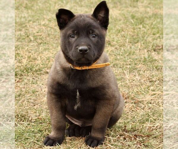 Medium Photo #4 Belgian Malinois Puppy For Sale in STRASBURG, PA, USA