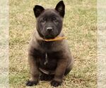 Small #3 Belgian Malinois