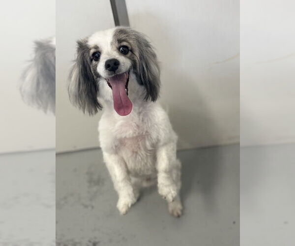 Medium Photo #3 Papshund Puppy For Sale in Studio City, CA, USA