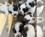 Small Photo #9 Saint Bernard Puppy For Sale in NEW MARKET, IA, USA