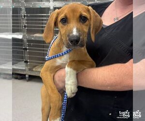 Labrador Retriever-Unknown Mix Dogs for adoption in Washington, DC, USA