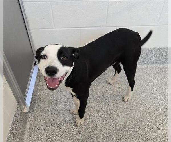 Medium Photo #1 Labrador Retriever-Unknown Mix Puppy For Sale in Houston, TX, USA