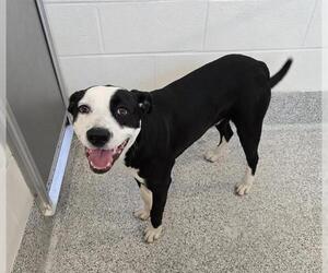 Labrador Retriever-Unknown Mix Dogs for adoption in Houston, TX, USA