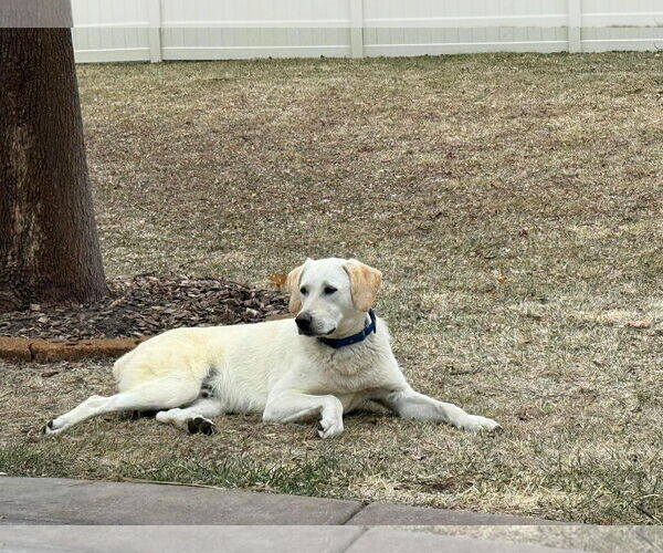 Medium Photo #1 Labrador Retriever-Unknown Mix Puppy For Sale in Minneapolis, MN, USA