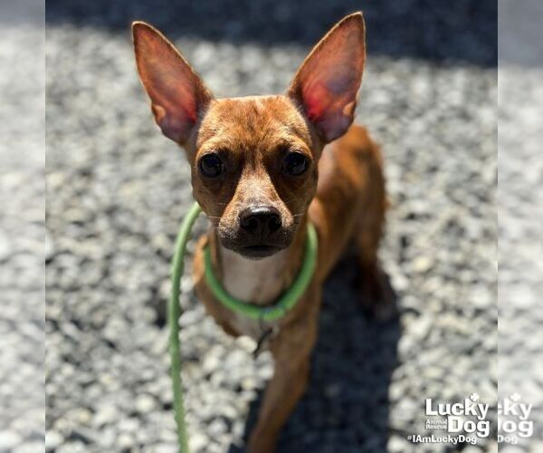 Medium Photo #4 Chihuahua-Unknown Mix Puppy For Sale in Washington, DC, USA