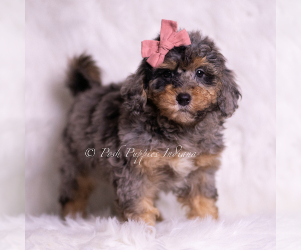 Medium Photo #3 Goldendoodle (Miniature) Puppy For Sale in WARSAW, IN, USA
