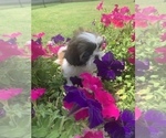 Small Photo #23 Shih Tzu Puppy For Sale in FORT WORTH, TX, USA