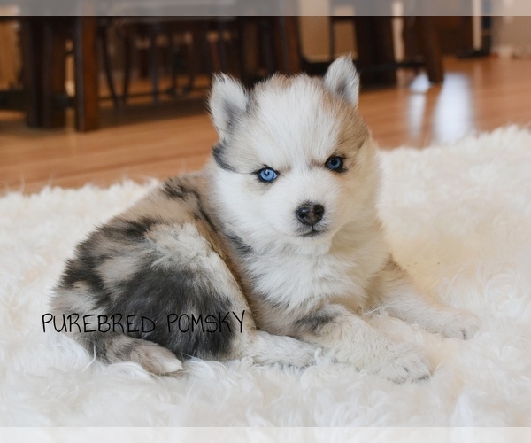 Medium Photo #5 Pomsky Puppy For Sale in KANSAS CITY, MO, USA