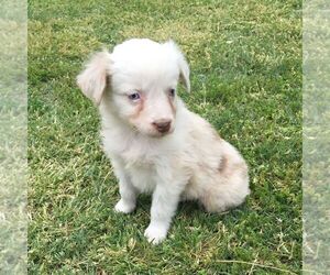 Australian Shepherd Puppy for sale in HAVEN, KS, USA