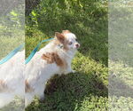 Small #2 Papillon