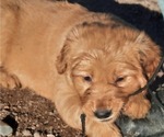 Small Photo #6 Golden Retriever Puppy For Sale in DULUTH, MN, USA