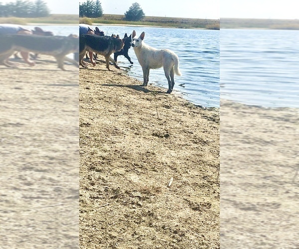 Medium Photo #15 German Shepherd Dog Puppy For Sale in BRIGHTON, CO, USA