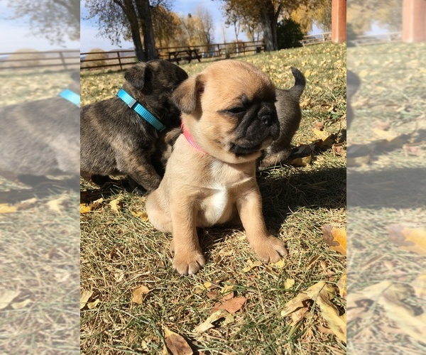 Medium Photo #8 Buggs Puppy For Sale in AFTON, WY, USA
