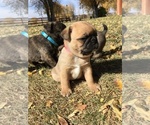 Small Photo #8 Buggs Puppy For Sale in AFTON, WY, USA