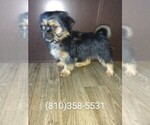 Small Photo #2 Shorkie Tzu Puppy For Sale in LAPEER, MI, USA