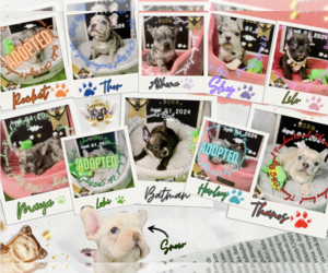 French Bulldog Litter for sale in ATHENS, GA, USA