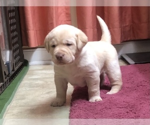 Labrador Retriever Puppy for Sale in DEWITT, Virginia USA
