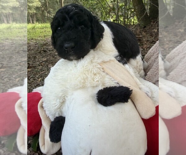 Medium Photo #54 Goldendoodle Puppy For Sale in PIERSON, FL, USA