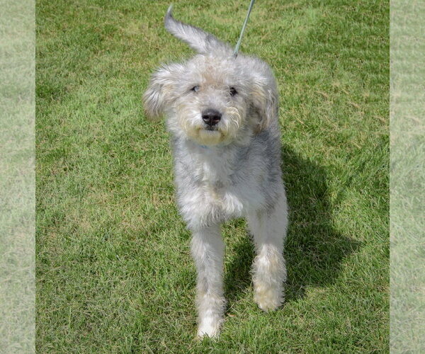 Medium Photo #3 Mutt Puppy For Sale in Huntley, IL, USA