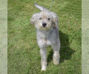 Fidy - Female Mutt Dog for Adoption - Photo #3