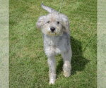 Small #2 Mutt