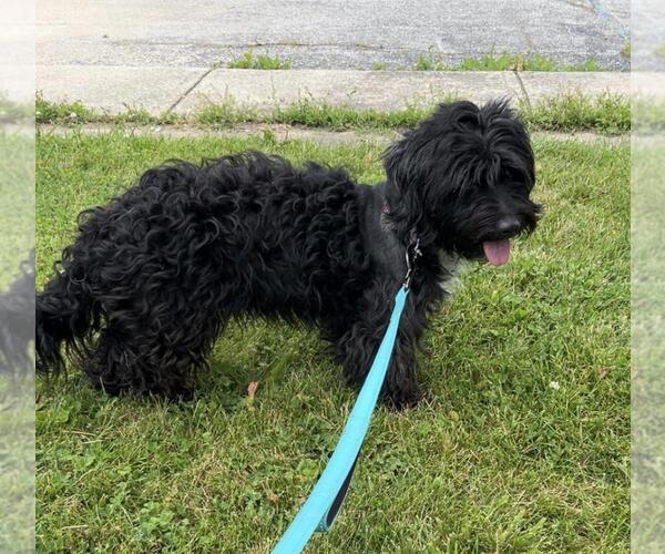 Medium Photo #1 Mutt Puppy For Sale in Portland, IN, USA