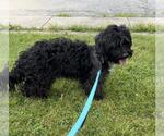Small Mutt