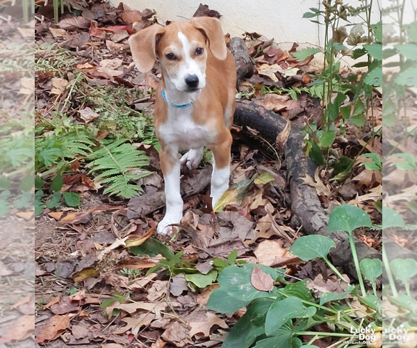 Medium Photo #4 Mutt Puppy For Sale in Washington, DC, USA