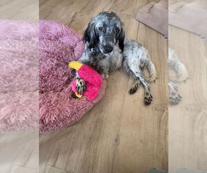English Setter-Unknown Mix Dogs for adoption in Elmsford, NY, USA