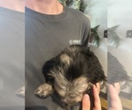 Small #9 F2 Aussiedoodle