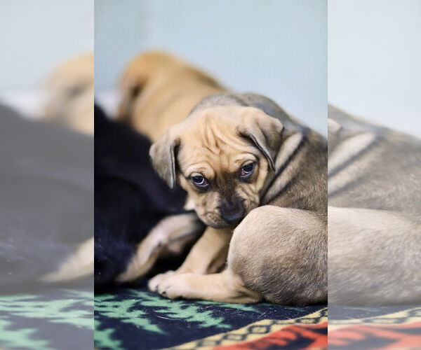 Medium Photo #2 Mutt Puppy For Sale in Webster, WI, USA