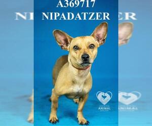 Chihuahua Dogs for adoption in Stockton, CA, USA